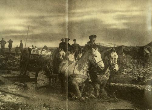 Une photographie en noir et blanc de quatre chevaux tirant un chariot de munitions sur un chemin de boue.